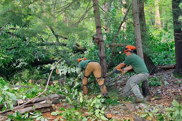 How Our Tree Care Process Works  in  Clinton, SC