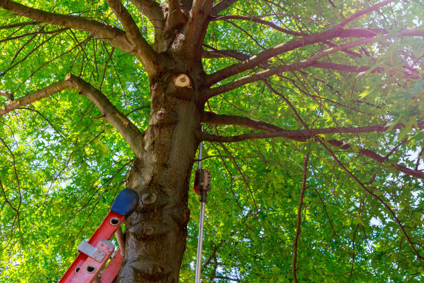 Trusted Clinton, SC Tree Services Experts